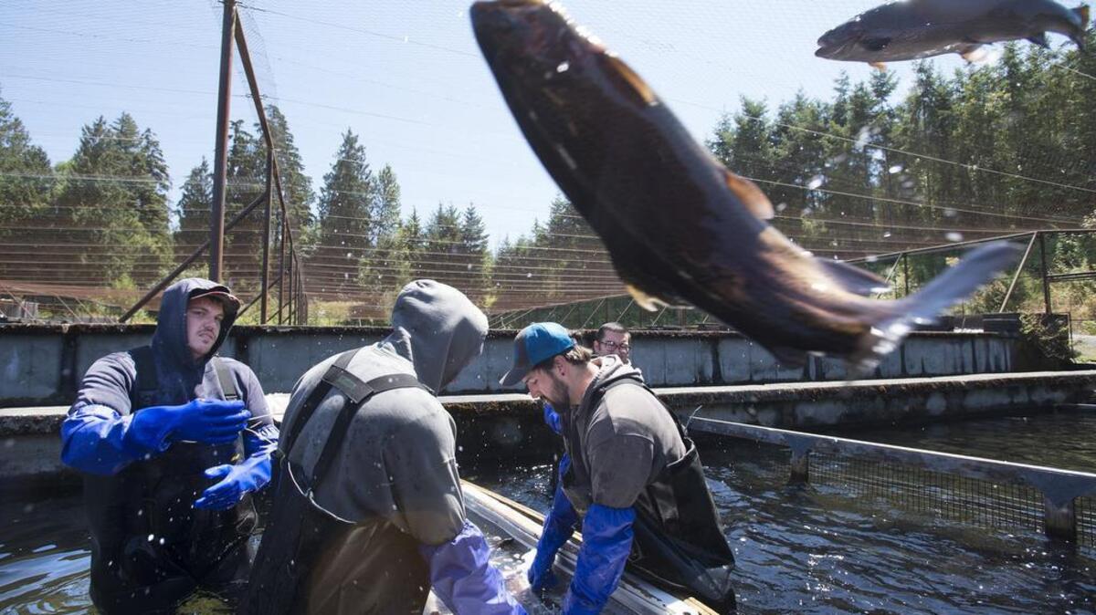 From left: Hunter Smith, Colby Smith, Justin Moore and Zach Claigdong sort broodstock trout at Troutlodge’s Trout Springs Hatchery in Bonney Lake on July 18. Troutlodge is the largest provider of live trout eggs in the world.