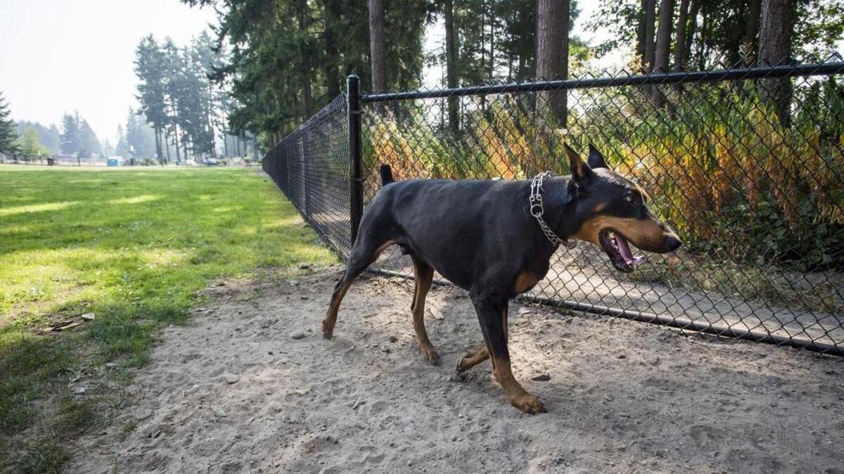 George walks around the new Rainier Woods Dog Park in Puyallup on Wednesday.