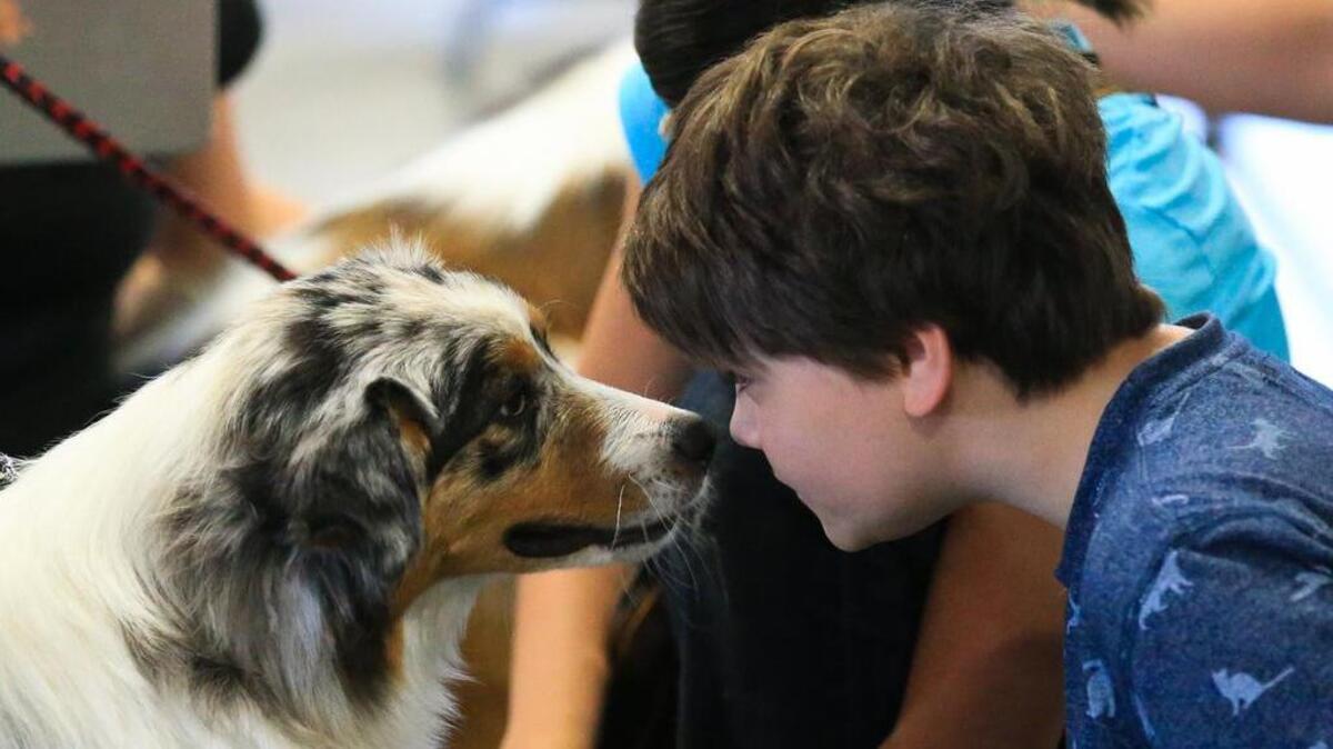 The Western Washington 2018 Winter Cluster of Dog Shows is a three-day event at the Washington State Fairgrounds that showcases about 2,200 dogs daily, representing more than 160 breeds.