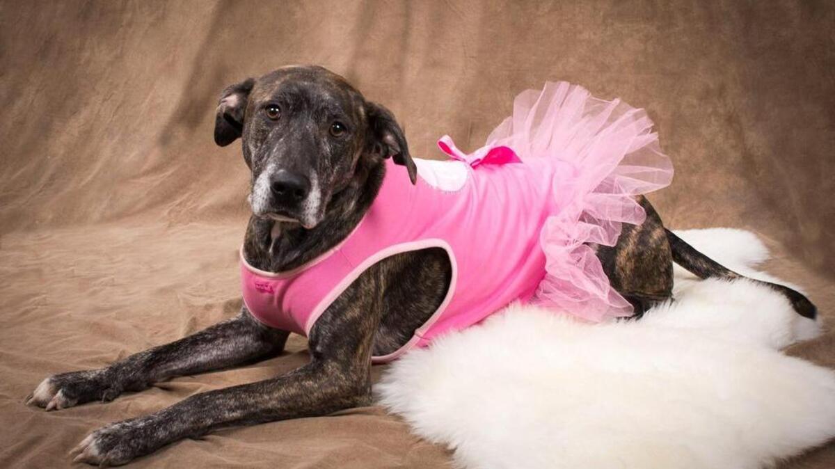 Carrma gets her picture taken in her ballerina costume. A golden-retreiver, lab, pitbull and hound mix, Carrma was one of the first animals from Metro Animal Services to be photographed Saturday.