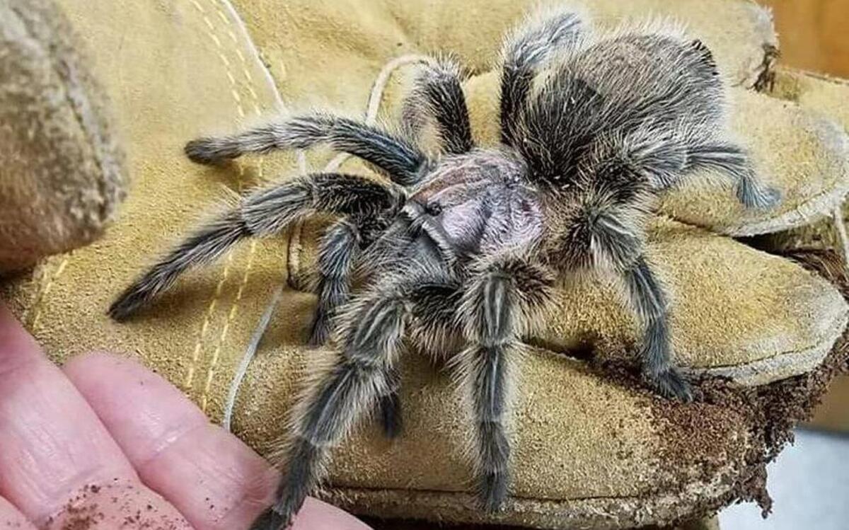 A female Chilean rose hair tarantula was found in a tank in an empty room at a Puyallup hotel.