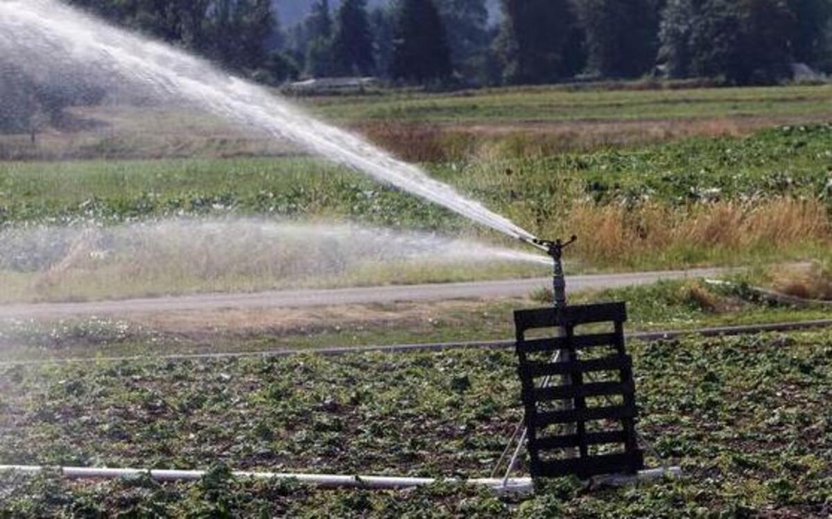 
A farm near Traffic Avenue and state Route 410 does an early morning watering of thirsty plants last week. The city of Sumner is urging citizens to conserve as much water as possible during this year’s drought.
