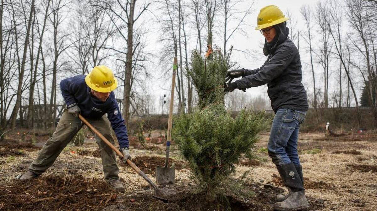 Tanner Davis, left, and Jessica Dorian, both with Puget Sound Corps, work on planting a Douglas fir tree near the Puyallup River in Sumner on Jan. 25.