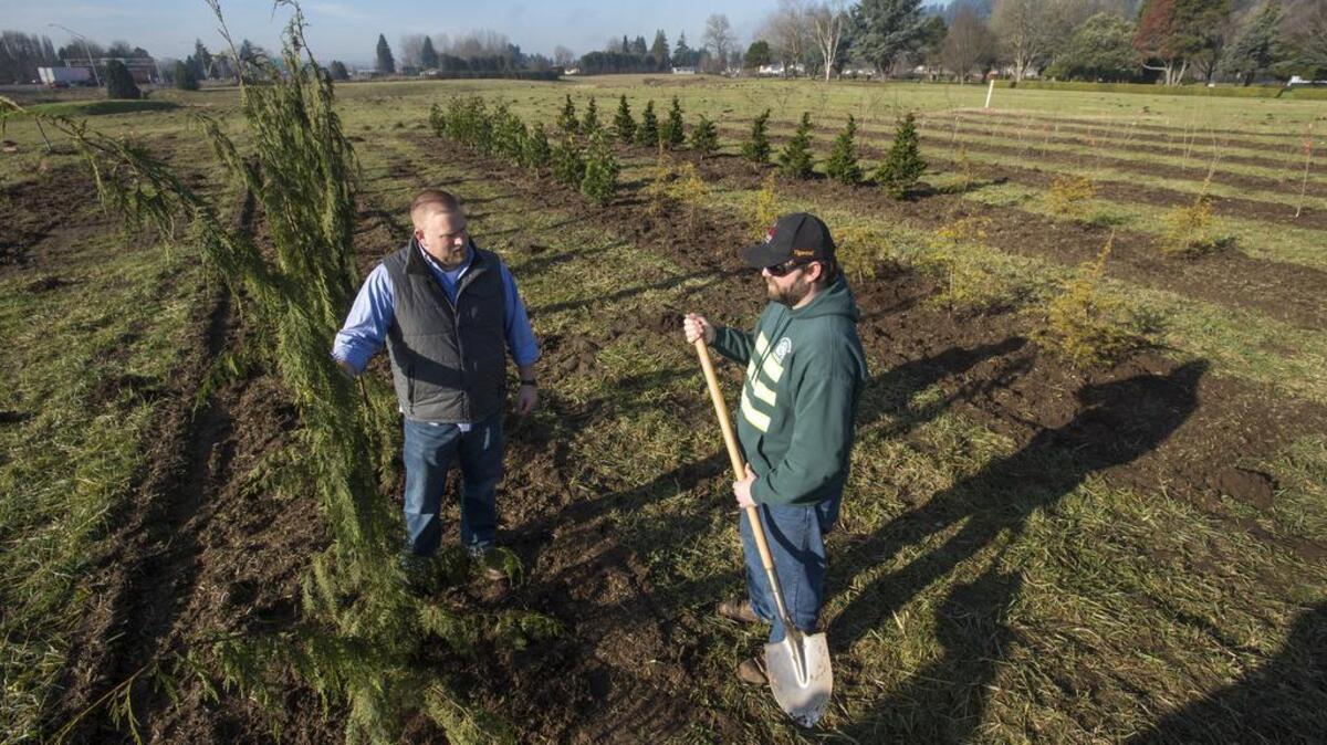 Arborist Dan Gates, right, and Public Works Director Derek Barry examine the recently planted trees at the city of Sumner’s new nursery. The 26-acre parcel is located on unused land at the rear of Sumner Cemetery.