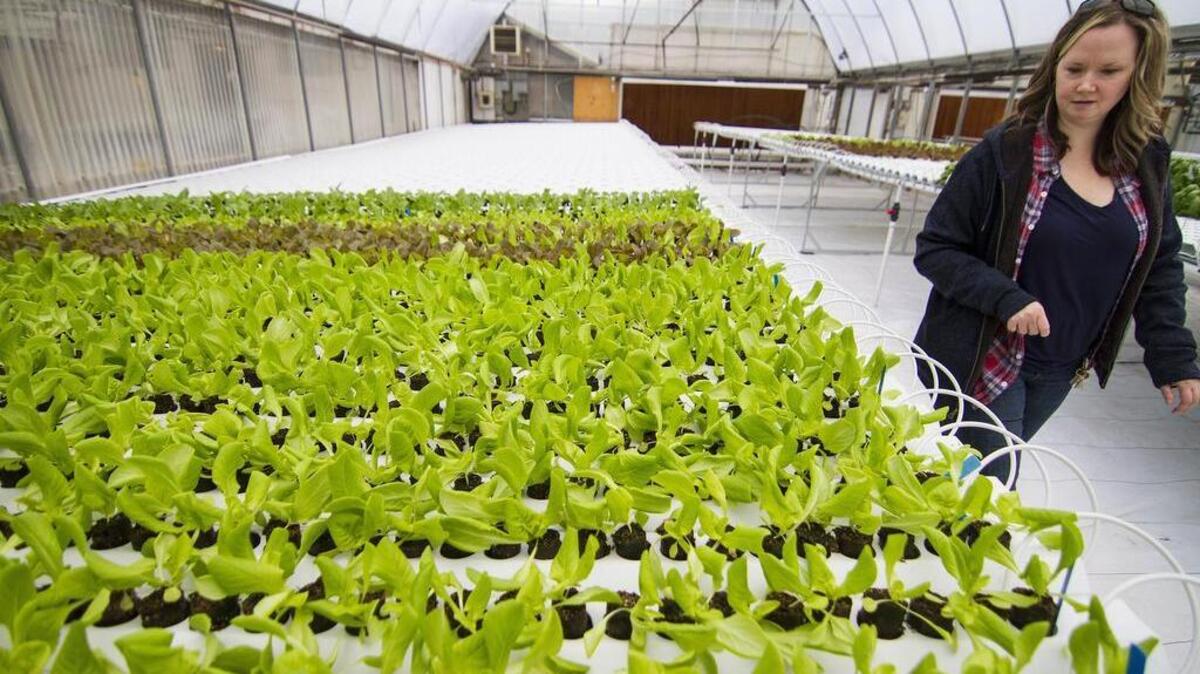 Wendy Pedersen walks past rows of lettuce plants growing at Windmill Gardens in Sumner. In the hydroponic system, plants are grown with nutrient-rich water under the cover of a controlled environment enclosure instead of out in fields.