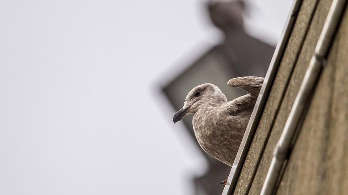 A gull sits on a building Thursday along Port of Tacoma Road. Testing reveals dozens of dead and sick sea gulls near the Port of Tacoma resulted from an avian botulism outbreak.
