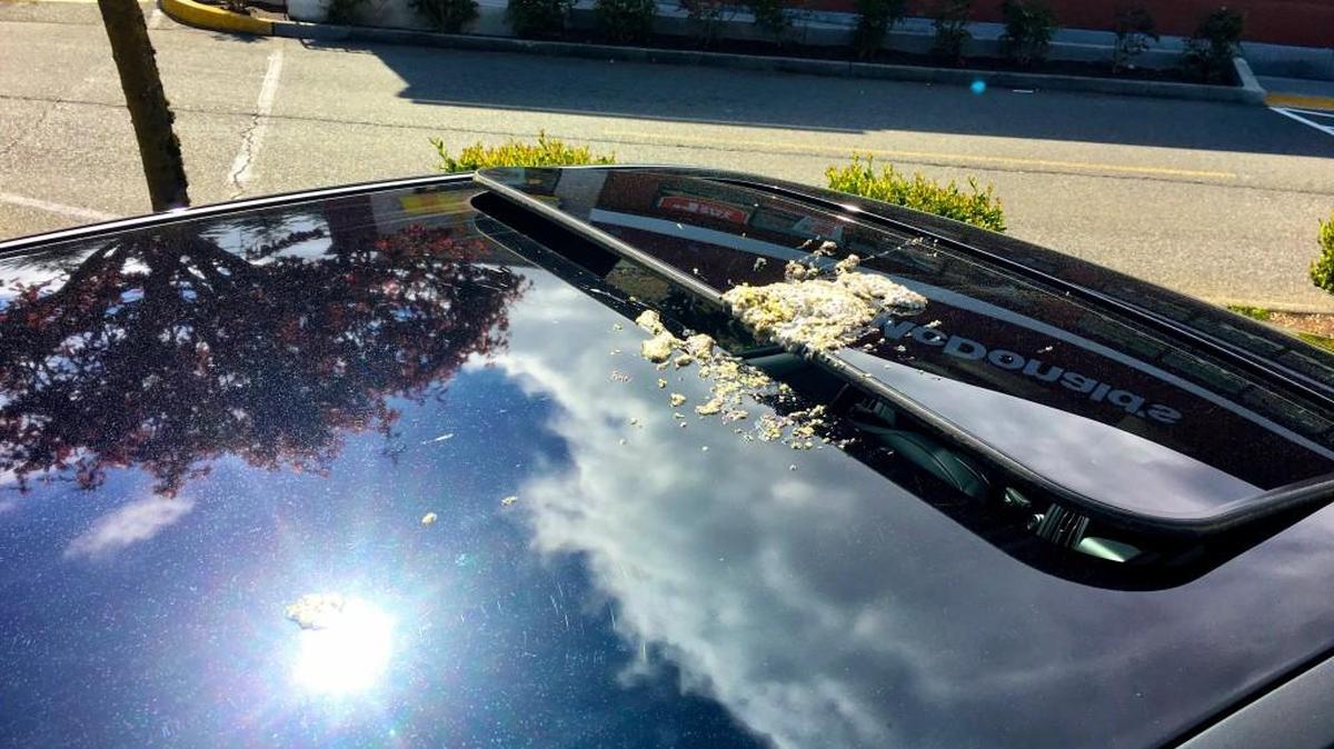 Gig Harbor resident Nathan Eliot’s car was vandalized with rotten food and a slashed tire as a reaction to a Donald Trump bumper sticker.