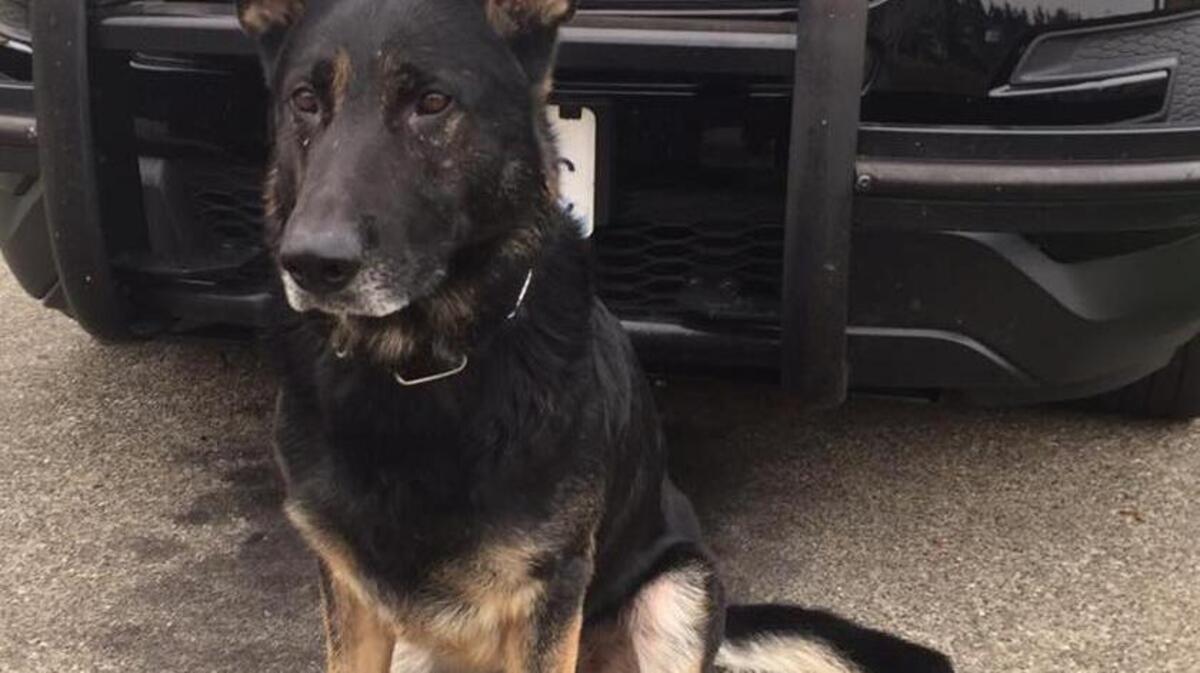 K9 Jaxx of the Thurston County Sheriff’s Office helped his handler apprehend a suspect in Lacey.