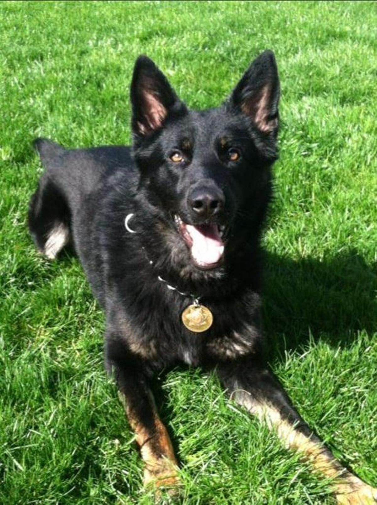 Zepp was assaulted early Saturday by a man running from sheriff’s deputies, according to the Pierce County Sheriff’s Department.