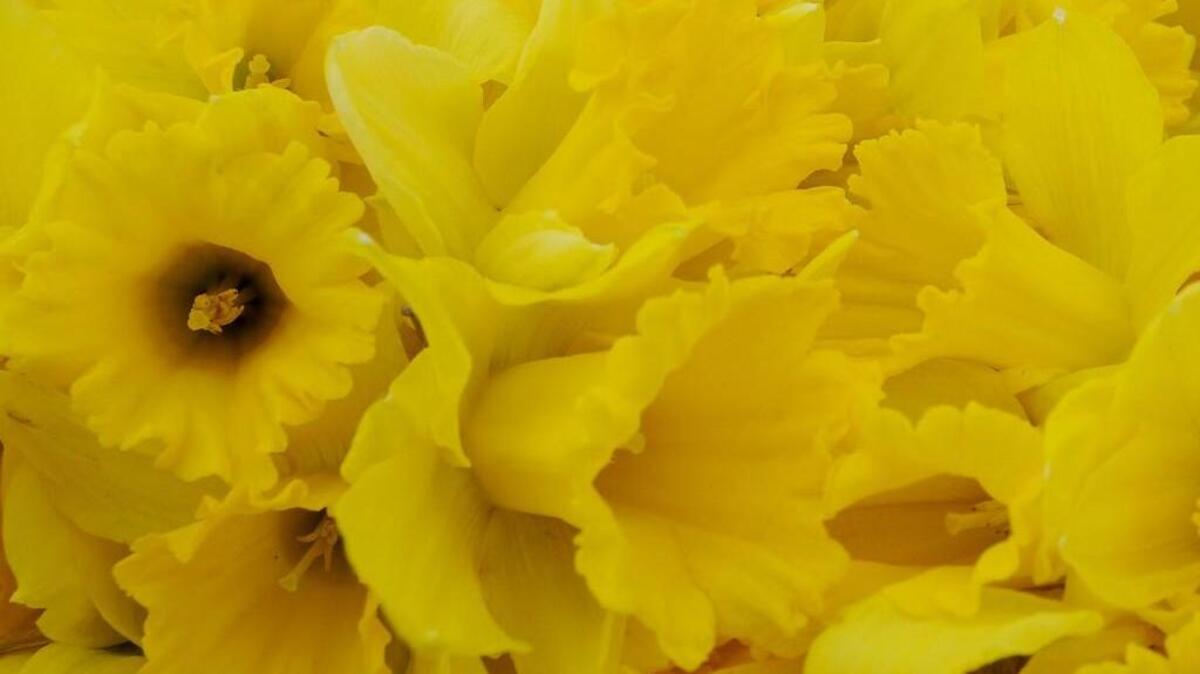 Daffodils lay in bunches after varvest in the Puyallup Valley.
