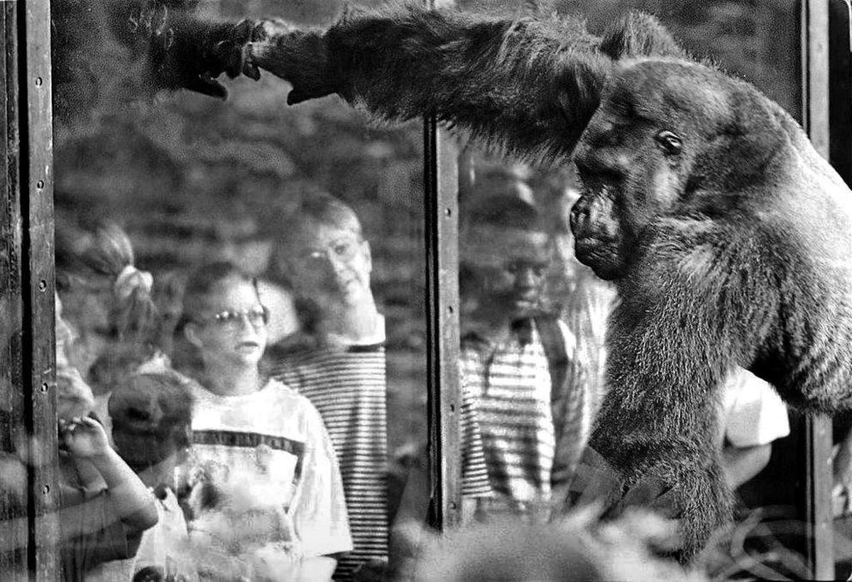 File Photo: I Ivan the Gorilla reaches out and touches the glass in his enclosure as a rapt audience looked on at Zoo Atlanta.