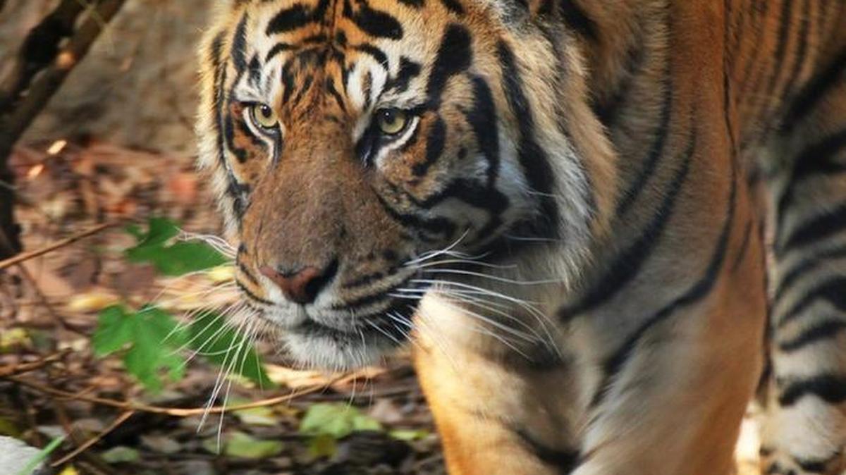Mohan is the newest Sumatran tiger to arrive at Point Defiance Zoo & Aquarium.