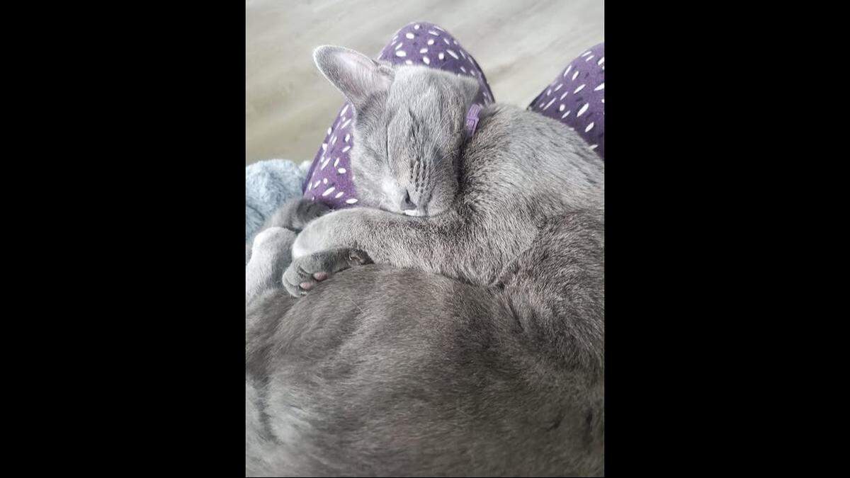 Kaya lives with Shannon Sargent and cat-sibling Indy in Tacoma.