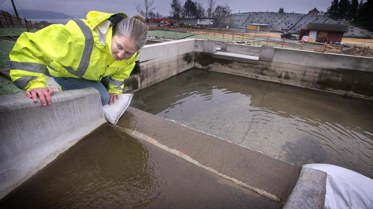 Jessica Knickerbocker, a city of Tacoma engineer, checks rainwater that will be cleansed of pollutants at the city’s new bio-retention facility at Point Defiance Park. Area cities and agencies are depending on such projects to keep South Sound water clean. Water and everything it washes downstream will be the theme of “Inside RadioLab with Robert Krulwich” on Jan. 22 at the Broadway Center for the Performing Arts in Tacoma.