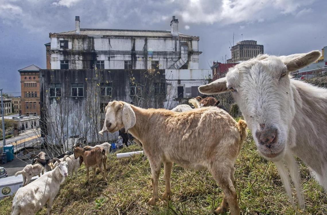 A working herd of goats clears out of a lot next to the old Elks building in downtown Tacoma, April 13, 2017. 