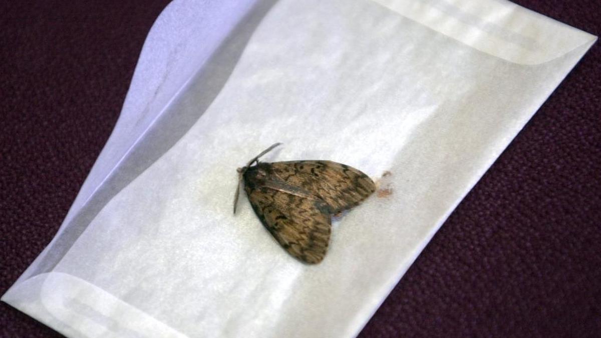 A gypsy moth, an invasive species that attacks trees.