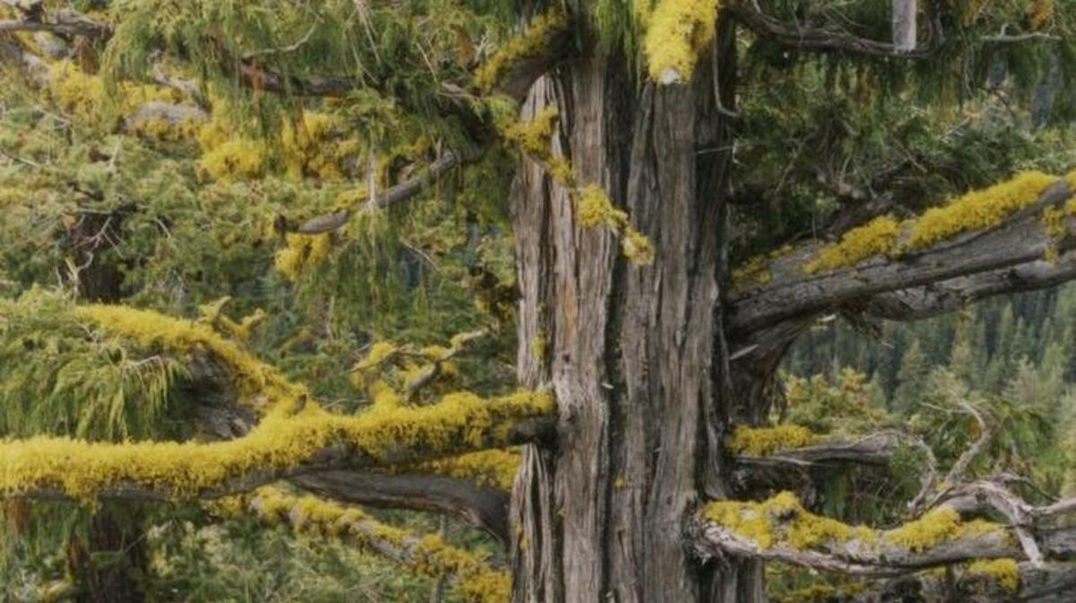 This undated photo provided by the U.S. Forest Service shows a yellow-cedar tree growing east of the Cascade Crest in Washington state. A study documenting mortality of yellow cedar trees in Alaska and British Columbia concludes that the future is gloomy for the iconic species valued for its commercial and cultural values. Researchers say additional mortality is likely over the next 50 years as the climate warms and rain replaces snow.