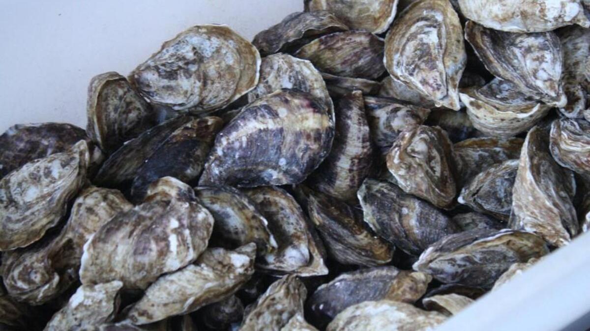 The state Health Department has temporarily closed the harvest of oysters, as well as clams and mussels, from Commencement Bay and the Tacoma Narrows because of an increase in paralytic shellfish poison.
