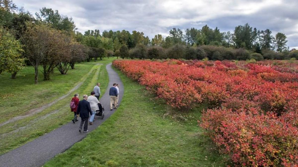 Representatives from Tacoma Schools, Metro Parks and the City of Tacoma walk through Charlotte’s Blueberry Park in southeast Tacoma with neighbor Courtney Gutz on Oct. 19. The parties are collaborating to better manage school district land adjacent to the park.