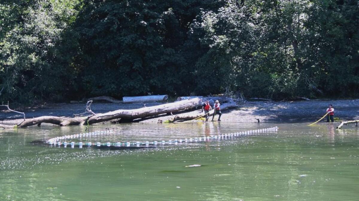 From left, Stuart Munsch, Richard Ramsden and Andrew Yeh use a beach seine to sample fish in the Nisqually Estuary.