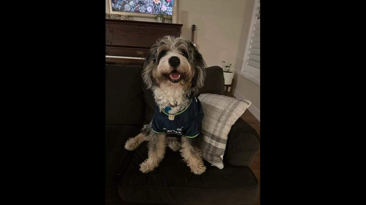 Blue was 11 months old when he was chosen as the cutest dog in the Tacoma area by readers of The News Tribune.