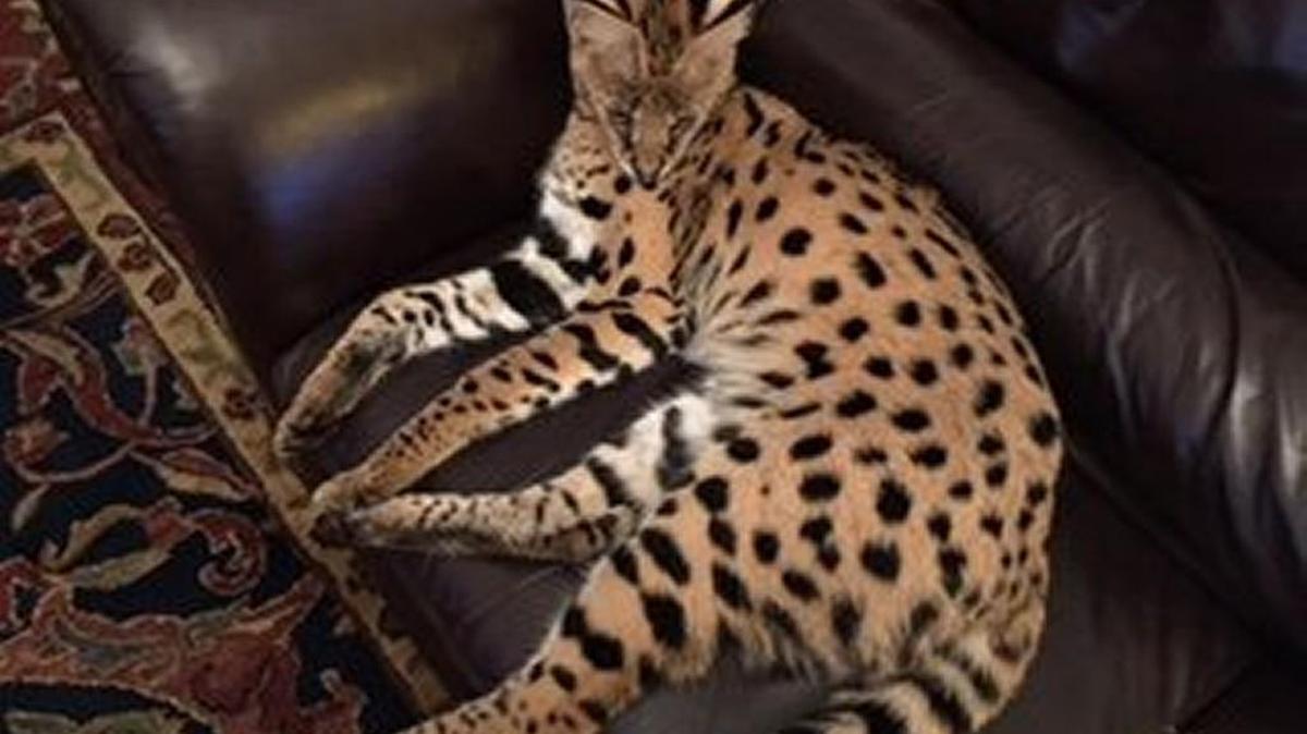 Tango, an African serval, is shown at his Gig Harbor home. His owners, Sal’an and Michael Weyer, said he escaped from his home Oct. 20.