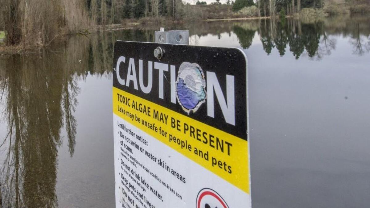 In this file photo, a sign warns of a toxic algae problem in Waughop Lake in 2016. The Tacoma-Pierce Health Department issued caution advisories Monday for both Waughop and Spanaway lakes.