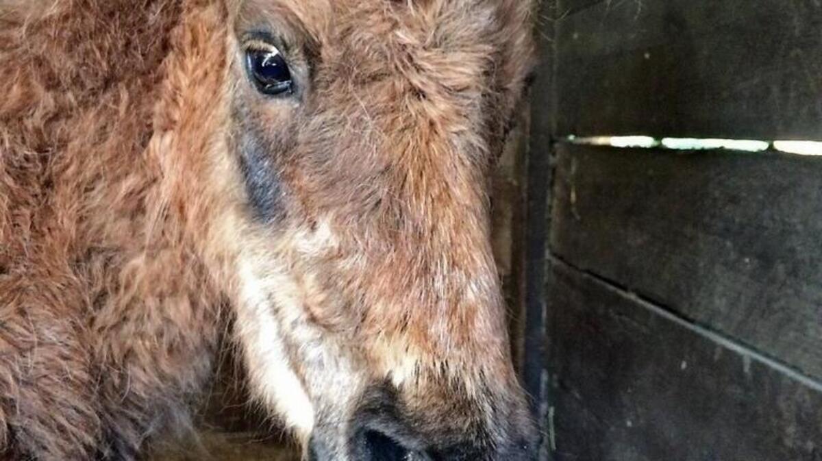 Runaway Ray was found wandering on Whiteman Road in Lakebay and taken in by the Fowler family.