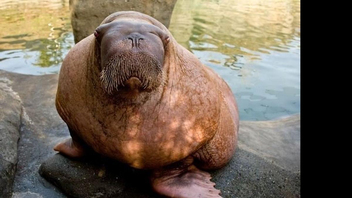 
E.T., a 33-year-old Pacific walrus, is in “guarded but grave” condition at Point Defiance Zoo & Aquarium.
