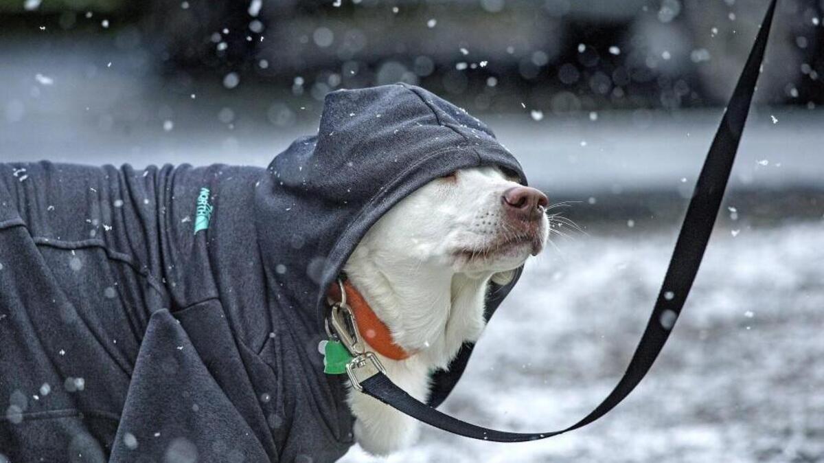 Bella the yellow Lab stayed warm and somewhat dry on a walk with Cindy Teebken at Point Defiance Park on Sunday as snow falls in Tacoma and surrounding areas.