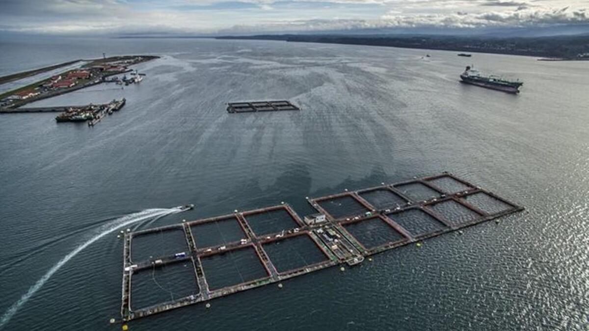 Cooke Aquaculture’s Port Angeles fish operation inside the Ediz hook has been decertified.