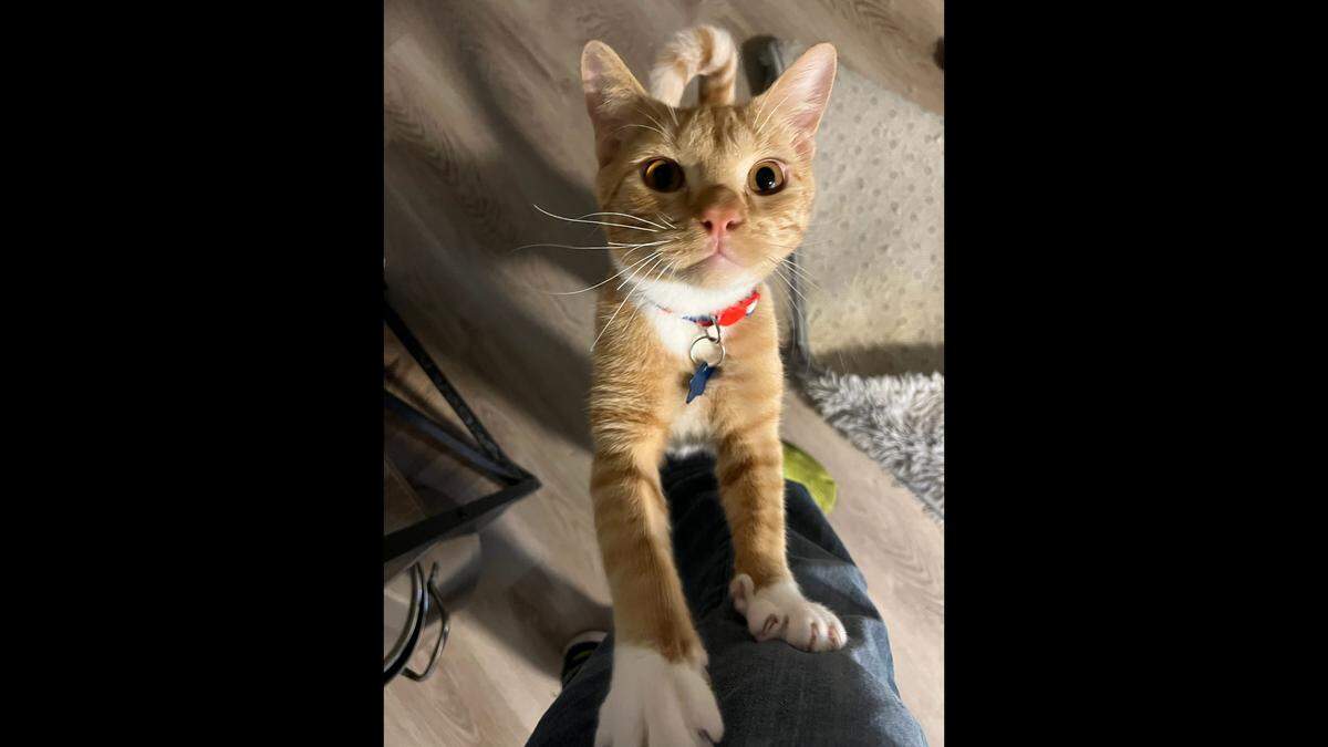 Indy the orange cat lives with Shannon Sargent and cat-sibling Kaya in Tacoma.