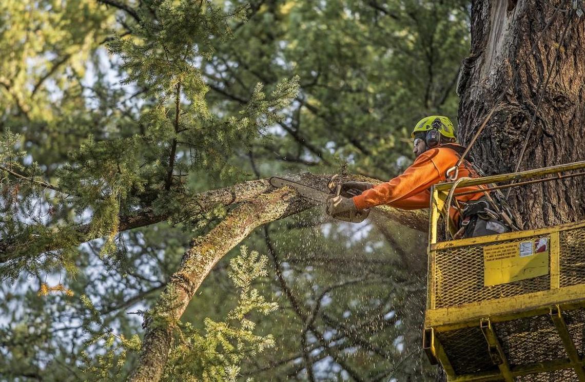 Jason Mahon, of Hunter's Tree Services, trims a limb from a Douglas fir afflicted with butt rot Monday, Oct. 23, 2017. 