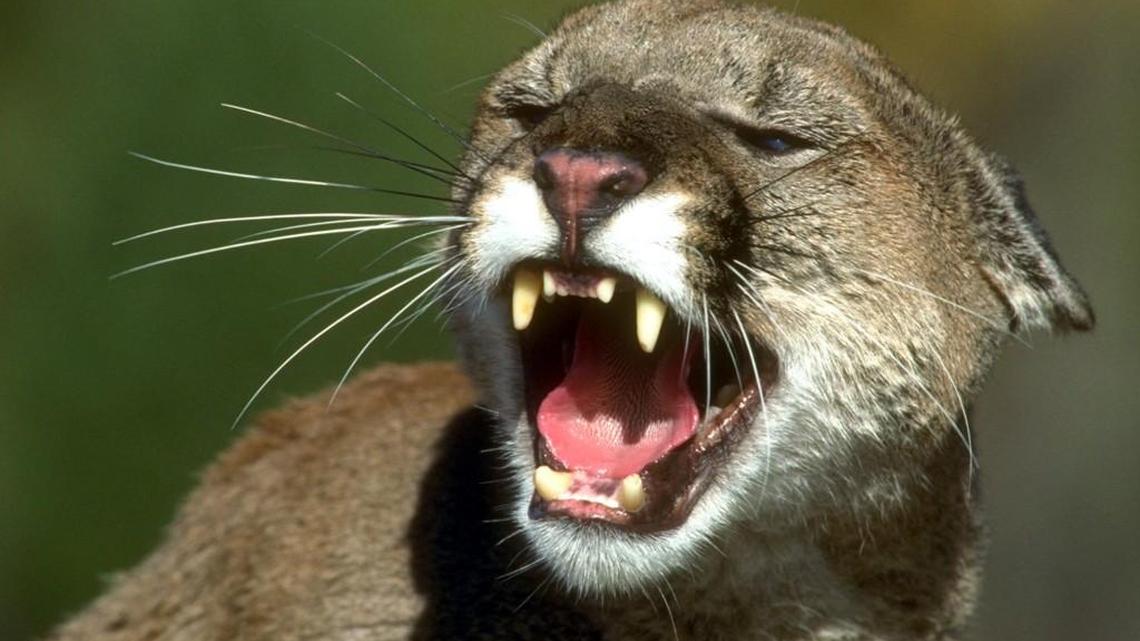 Cougars average about 125 pounds in British Columbia. The search continues for a cougar that attacked a man’s dog in British Columbia yard.