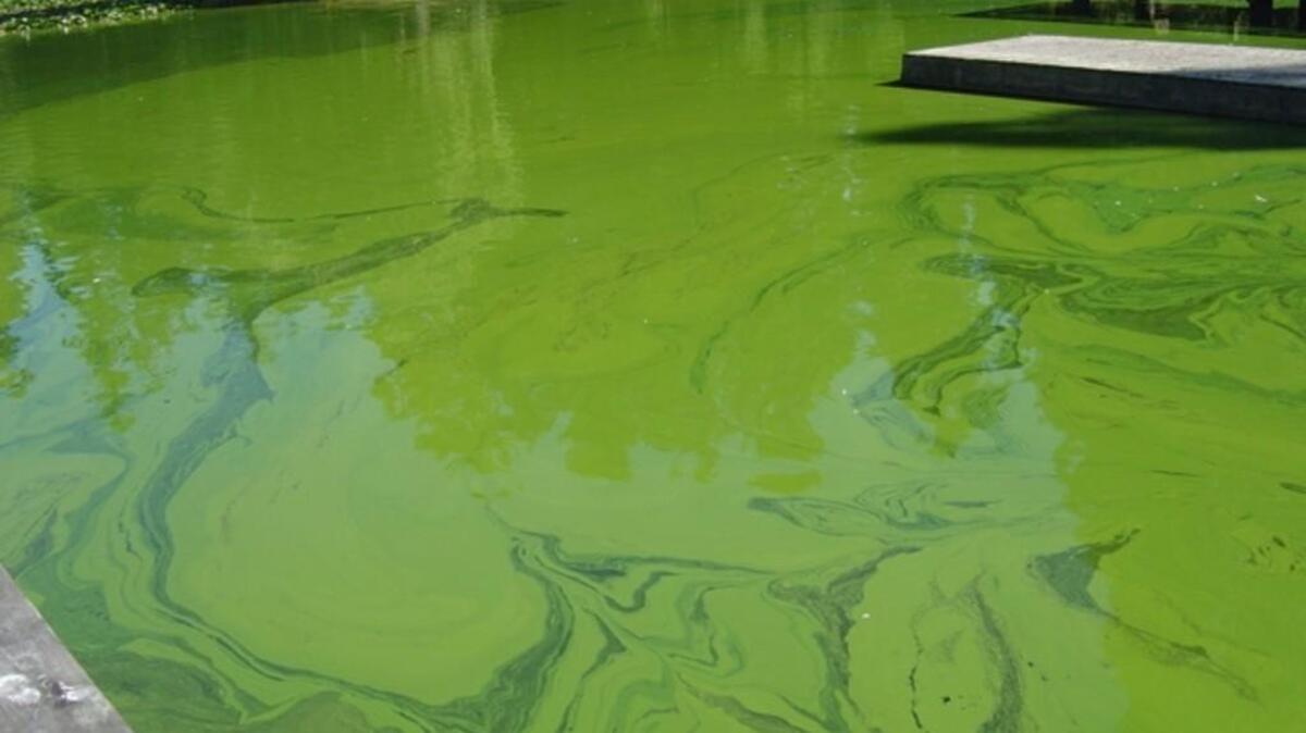 An example of potentially toxic algae.