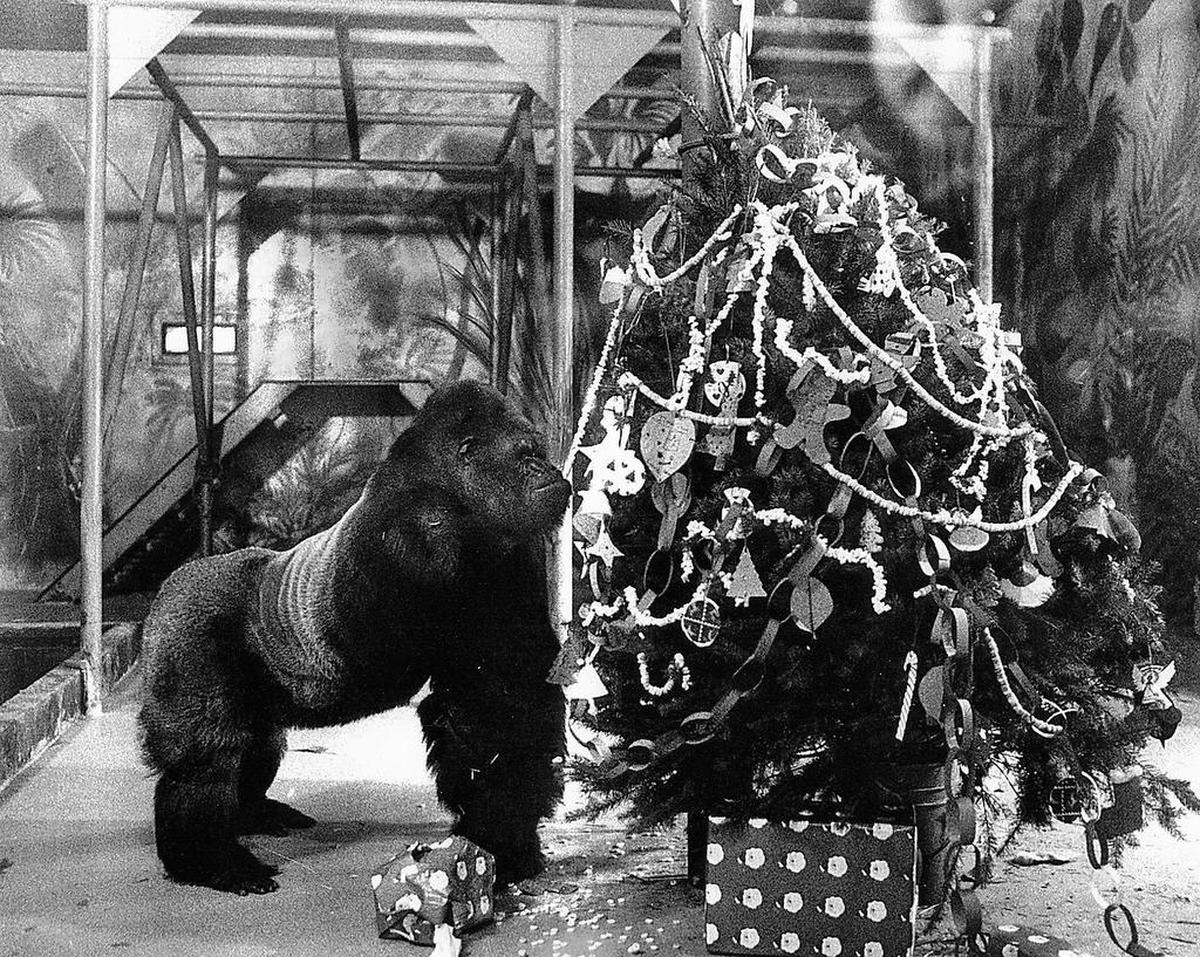 File Photo: Popcorn on a fully decorated Christmas tree was a favorite for Ivan the Gorilla’s in his enclosure at the B & I store. Tacoma’s favorite western lowland gorilla lived at the store for nearly three decades before going to Zoo Atlanta to live in a more natural setting with other Gorilla’s in 1994.