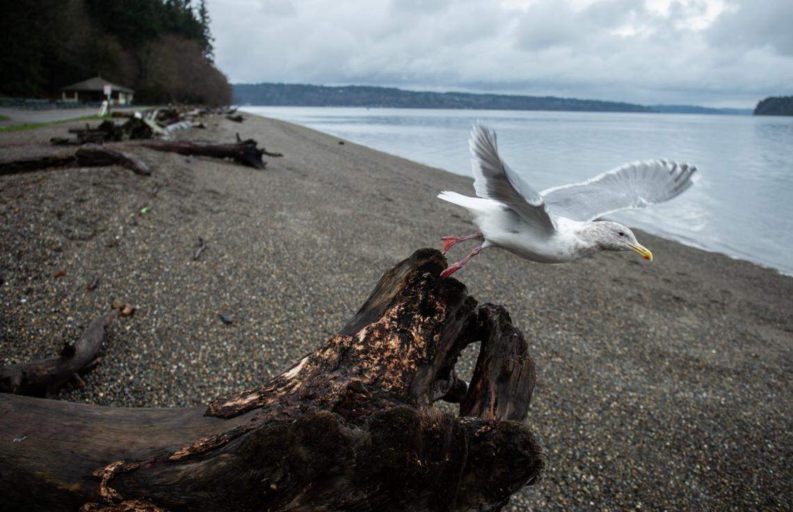 A seagull takes off from a piece of driftwood at Owen Beach in Tacoma, Wash.