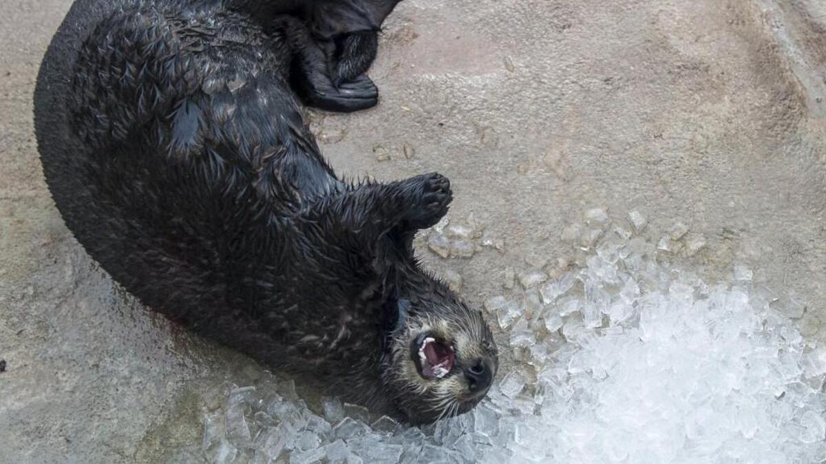Sekiu, one of the sea otters at Point Defiance Zoo & Aquarium, enjoys some ice left by zookeepers Thursday in the Rocky Shores exhibit in Tacoma.