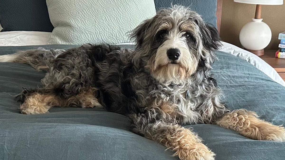 Blue was voted the cutest dog in The News Tribune’s contest in 2025.