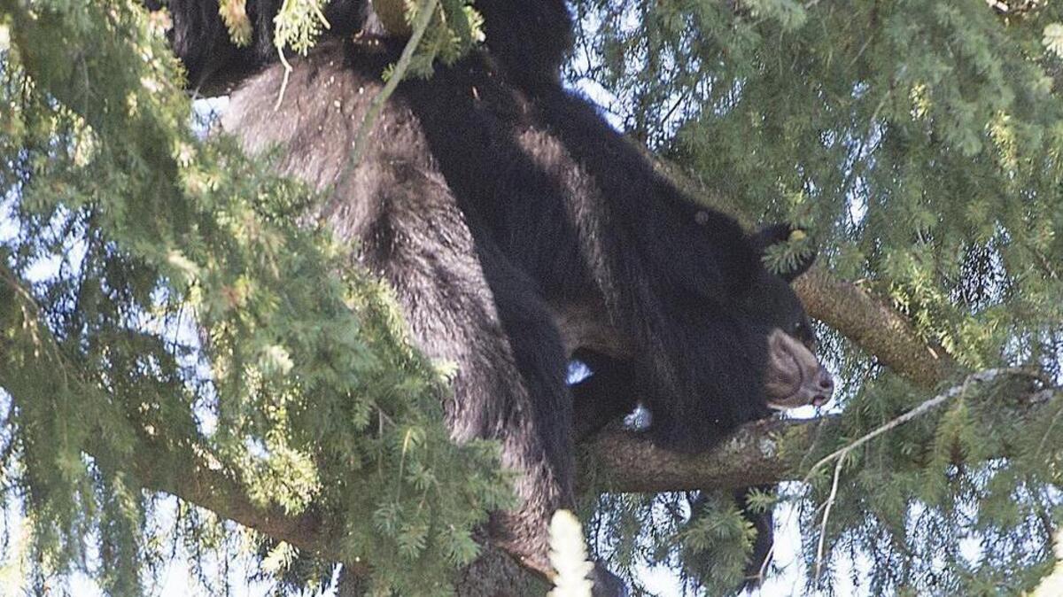 
A mother bear and two cubs have perched themselves 90 feet up a 200-foot Douglas fir Tuesday in a Puyallup resident’s backyard. State Fish and Wildlife Sgt. Ted Jackson said the bear family had been in the tree for five hours, and wildlife agents planned to wait for the bears to come down. They said traps had been set in the area. 
