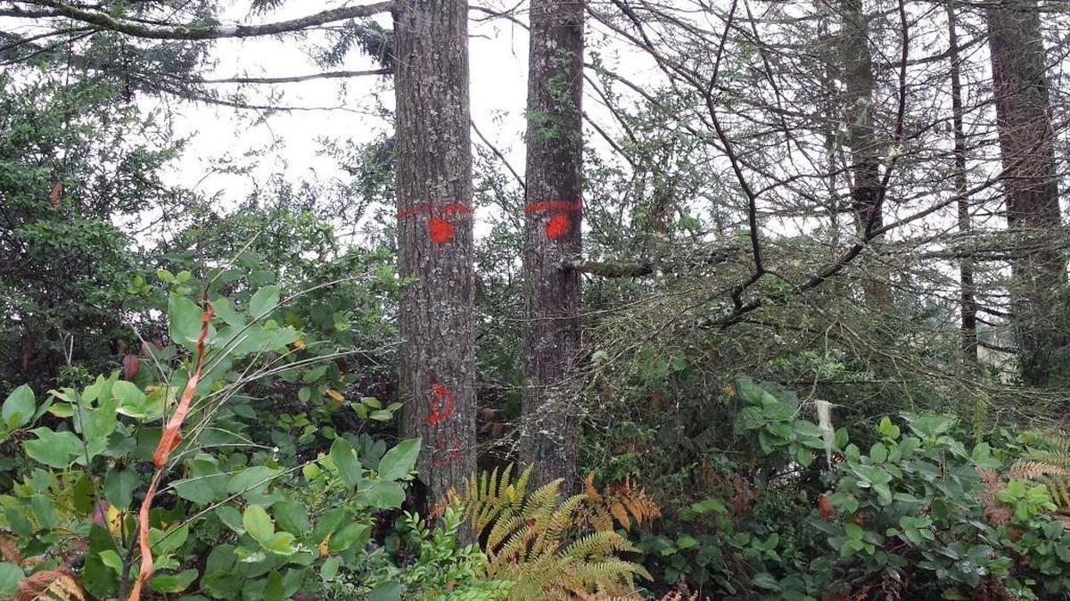 Two trees marked as hazardous are visible from the sidewalk of Borgen Boulevard in Gig Harbor on the morning of Nov. 2, 2015. The trees were slated for removal later in the day after a tree fell from the Heron's Key development over the weekend. Gig Harbor resident Jamie Fay was killed Aug. 29 when a Douglas fir fell from the property, hitting his car.