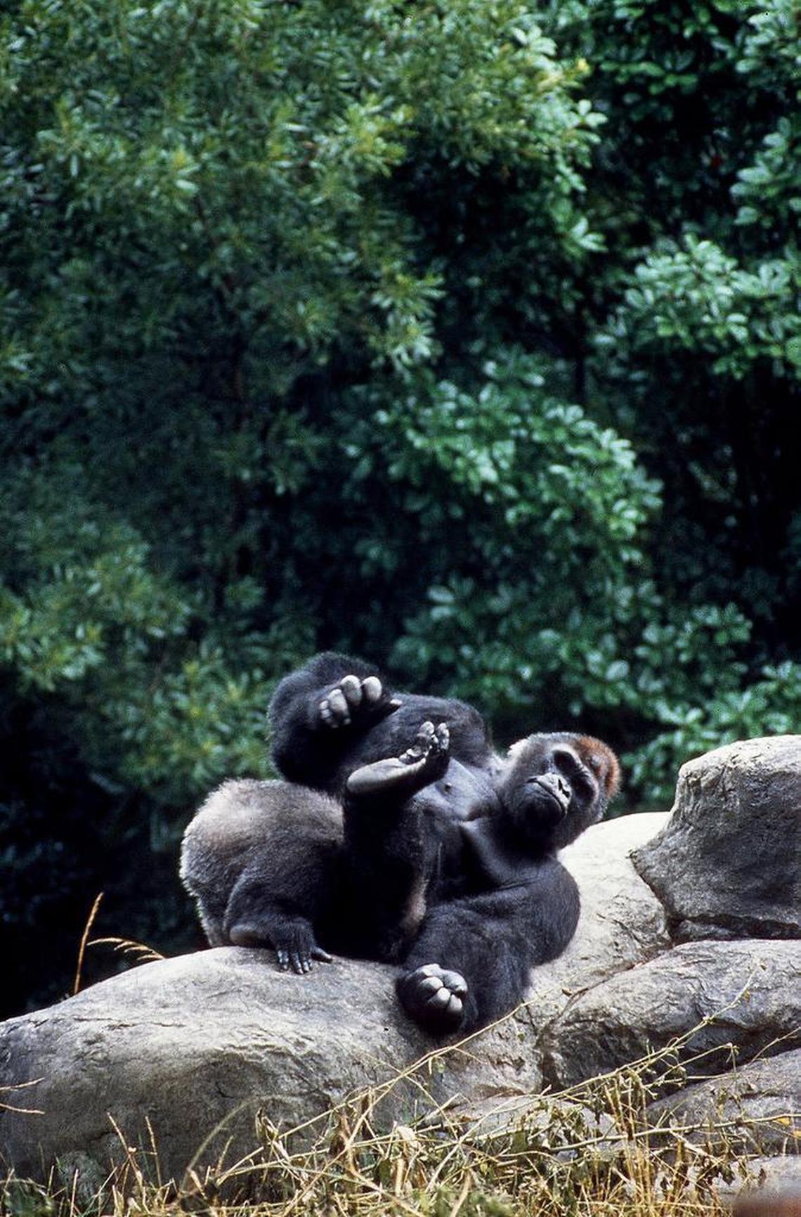 File Photo: Zoo Atlanta Courtesy photo Ivan the Gorilla at Zoo Atlanta relaxes in his naturalistic surroundings.