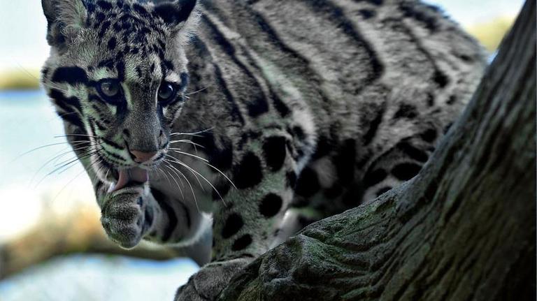 What is a clouded leopard? More about the wild cat that escaped Tacoma keepers