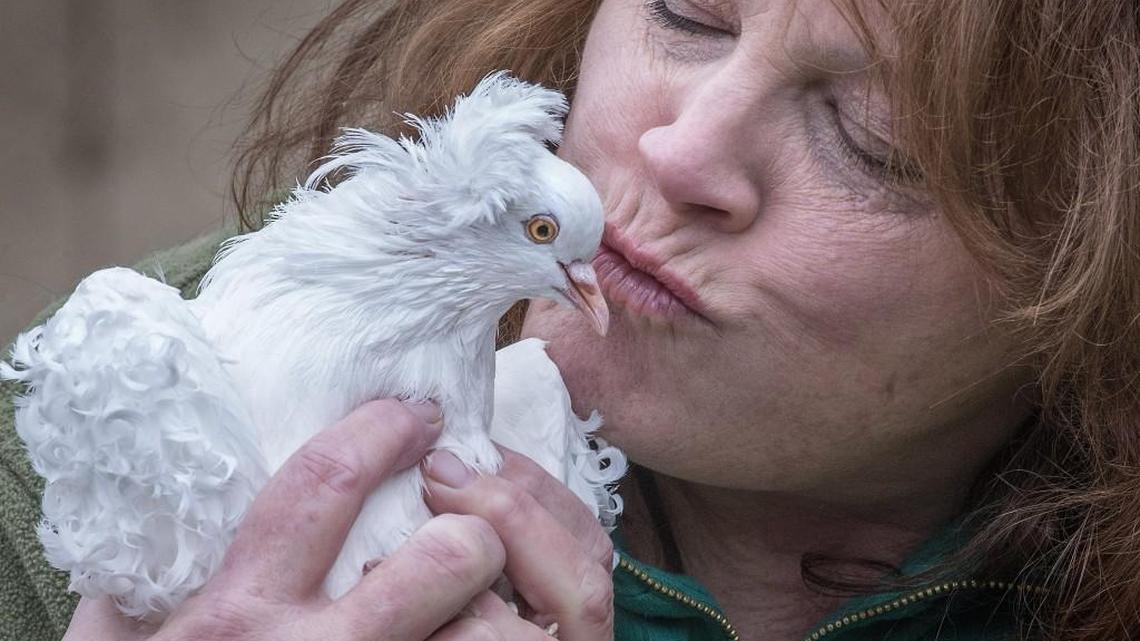 Fancy that! There’s a pigeon rolling down the lawn