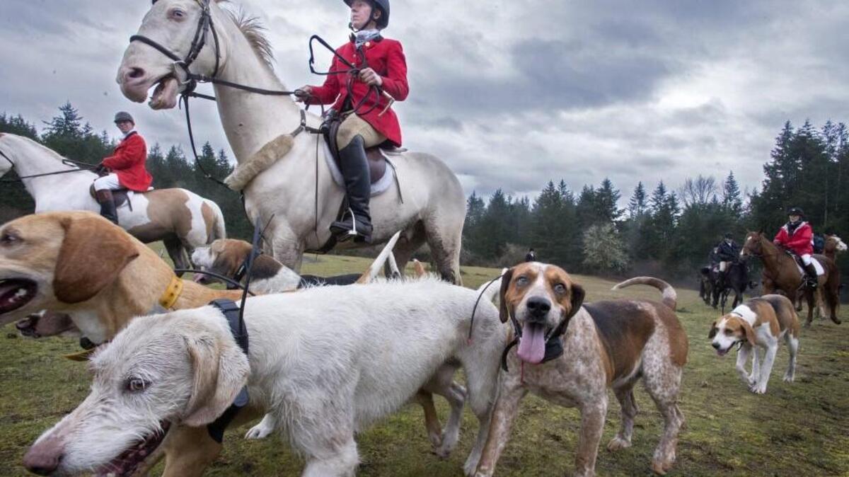 Huntsman Sarah Glaser leads the hounds during the hunt for a drag hunt at Woodbrook Hunt Club in Lakewood on Saturday, Mar. 11, 2017.