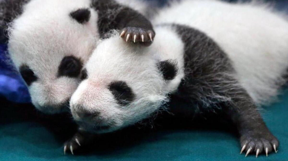 Waiting to hear a panda’s point of view on moving to Tacoma? Matt Driscoll has you covered.