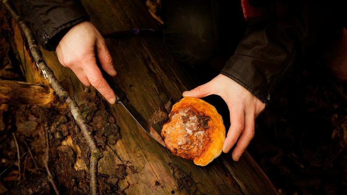 Mikako Sasa collects mushrooms for Novozymes in Hareskoven, Denmark, March 2, 2017. In the quest for a more environmentally friendly detergent, two scientists at Novozymes regularly trudge through the mud, hunting for enzymes in mushrooms that speed up chemical reactions or natural processes like decay.