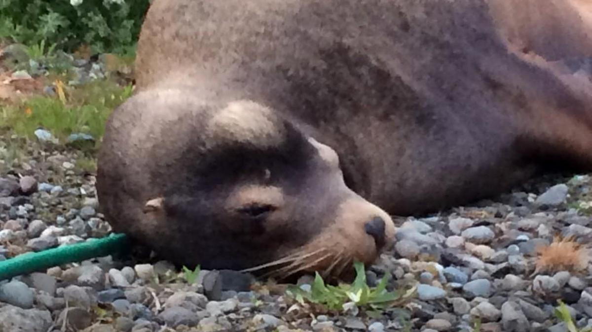 A wayward sea lion made its way some 50 miles from the ocean at Grays Harbor, including up a river, creek and drainage ditch, to a cattle farm near Oakville on April 15.