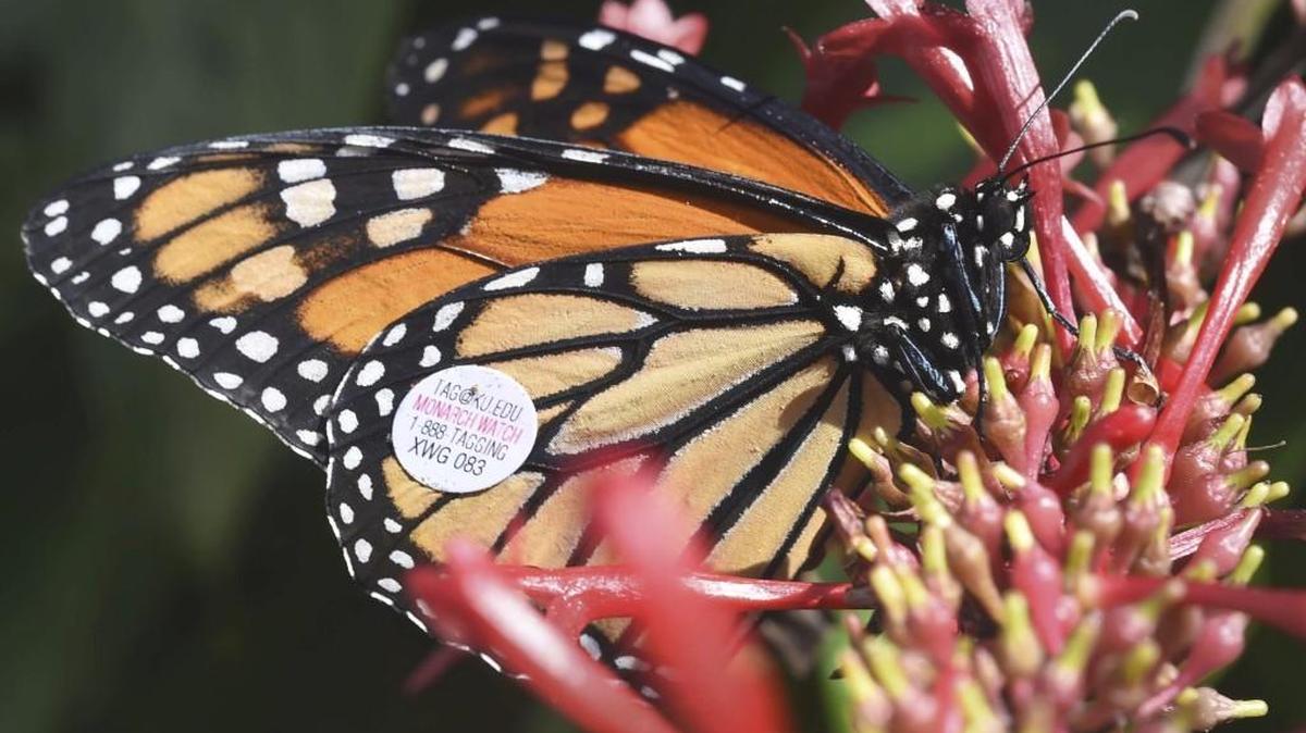 A monarch butterfly sits on a plant shortly after being tagged and released in Navarre, Florida this fall. A new contest seeks a better way to track the butterflies on their annual migration.