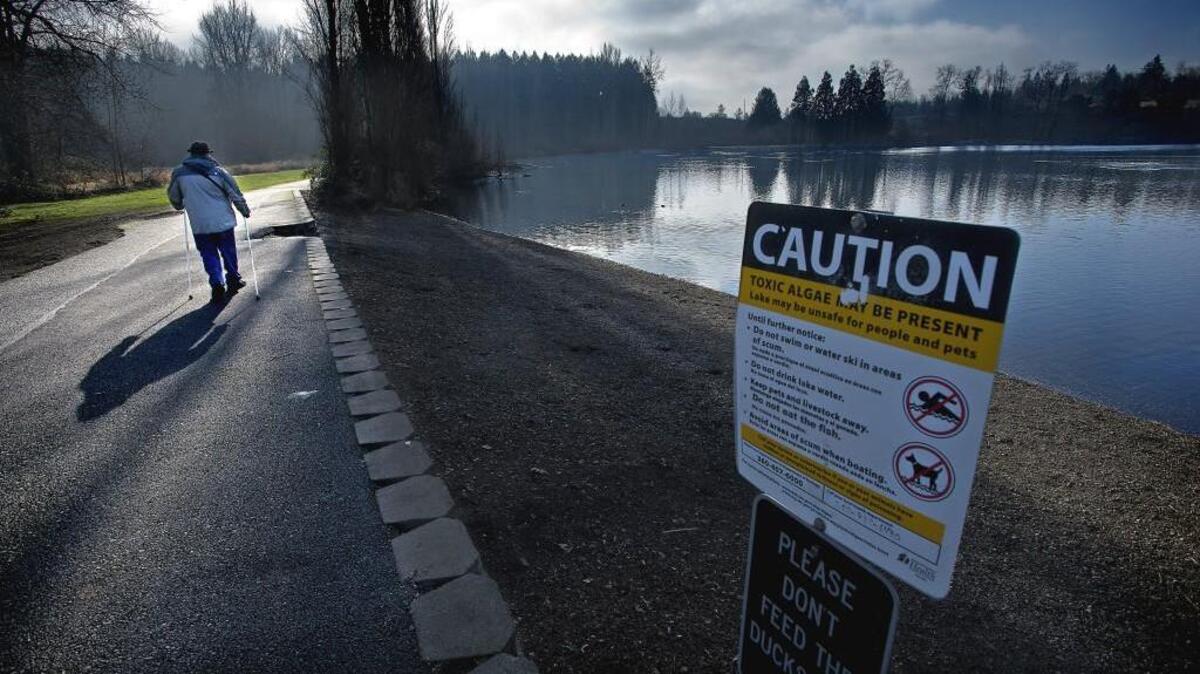 No-contact advisories are not a new thing for Waughop Lake in Lakewood’s Fort Steilacoom Park. As this photo from 2014 shows, pets and humans are warned to stay out of the water because of toxic algae blooms. The most recent advisory was issued Monday after raw sewage was found in the lake in November.